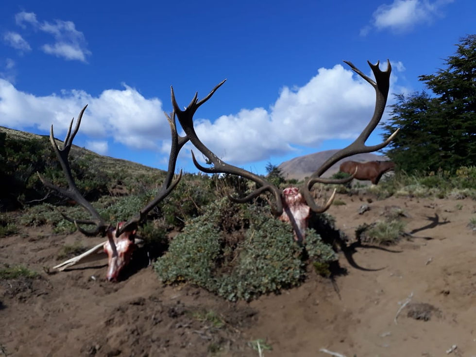 Free-range red stag taken on open country in Argentina, no fence in sight