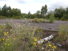 Untangling the complexities of open mosaic habitat creation and management
