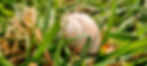 20220417_142026_edited.jpg
