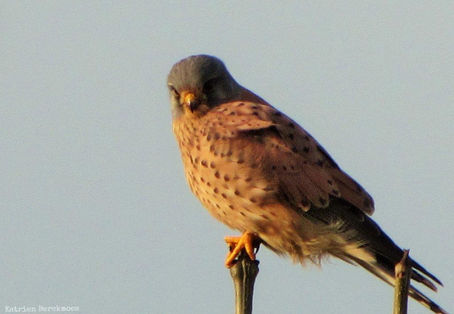 Wat films en dieren ons kunnen vertellen...
