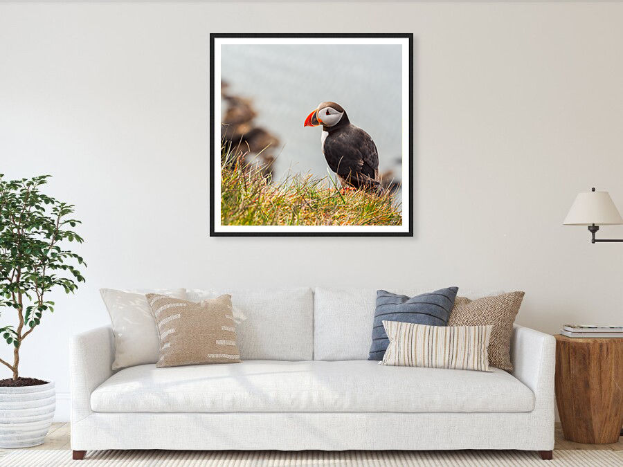 Thumbnail: Puffin in Látrabjarg Looking for Someone 80x80 cm