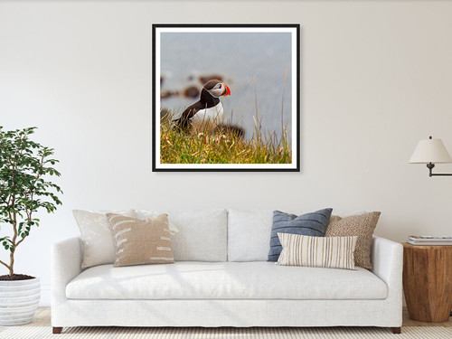 Puffin in Látrabjarg Looking at the Ocean | Luigi Morbidelli