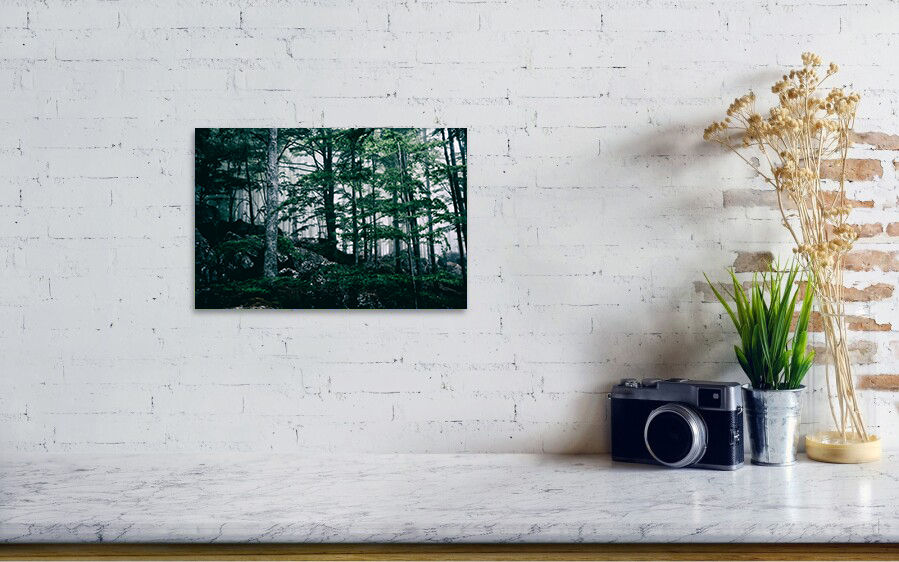Thumbnail: Mystical forest in Mount Amiata, Italy 20x30 cm Chromaluxe