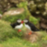 Puffins in Rauðanes