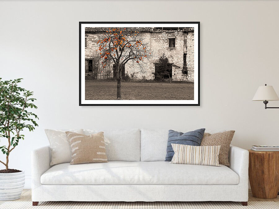 Thumbnail: A persimmon tree with orange fruits stands in front of an old building, Italy 80x120 cm
