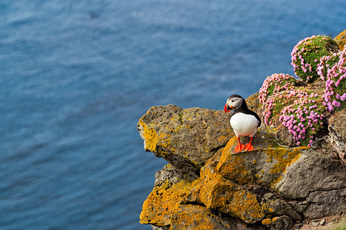 puffins　フラット加工 Puffin in Látrabjarg and Flowers | Luigi Morbidelli