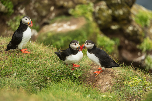 Puffins in Rauðanes | Luigi Morbidelli