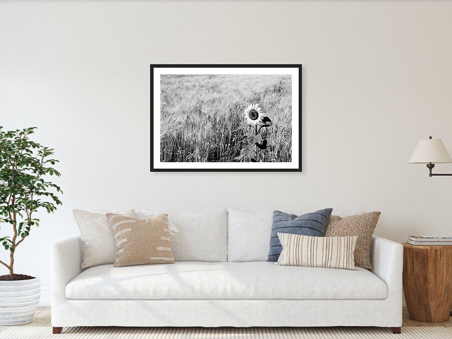 Thumbnail: Sunflower, Italy 60x90 cm black and white