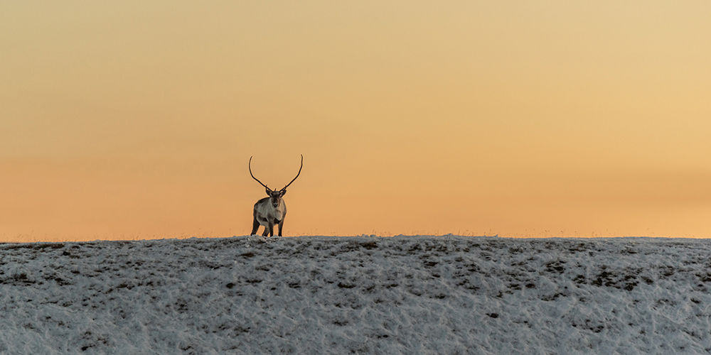 Reindeer in Vatnajokull National Park at Sunrise