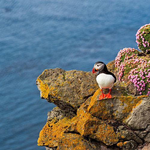 Puffin in Látrabjarg and Flowers | Luigi Morbidelli