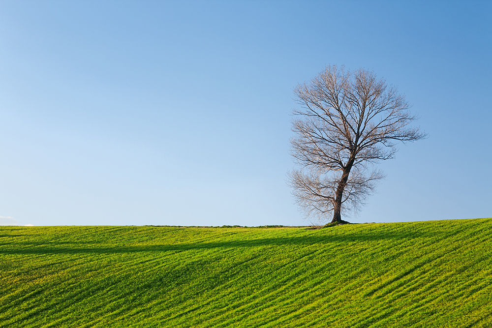 A solitary tree stands on a lush green hill in San Silvestro, Italy