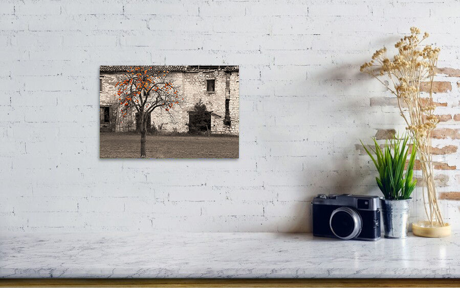 Thumbnail: A persimmon tree with orange fruits stands in front of an old building, Italy 20x30 cm Chromaluxe