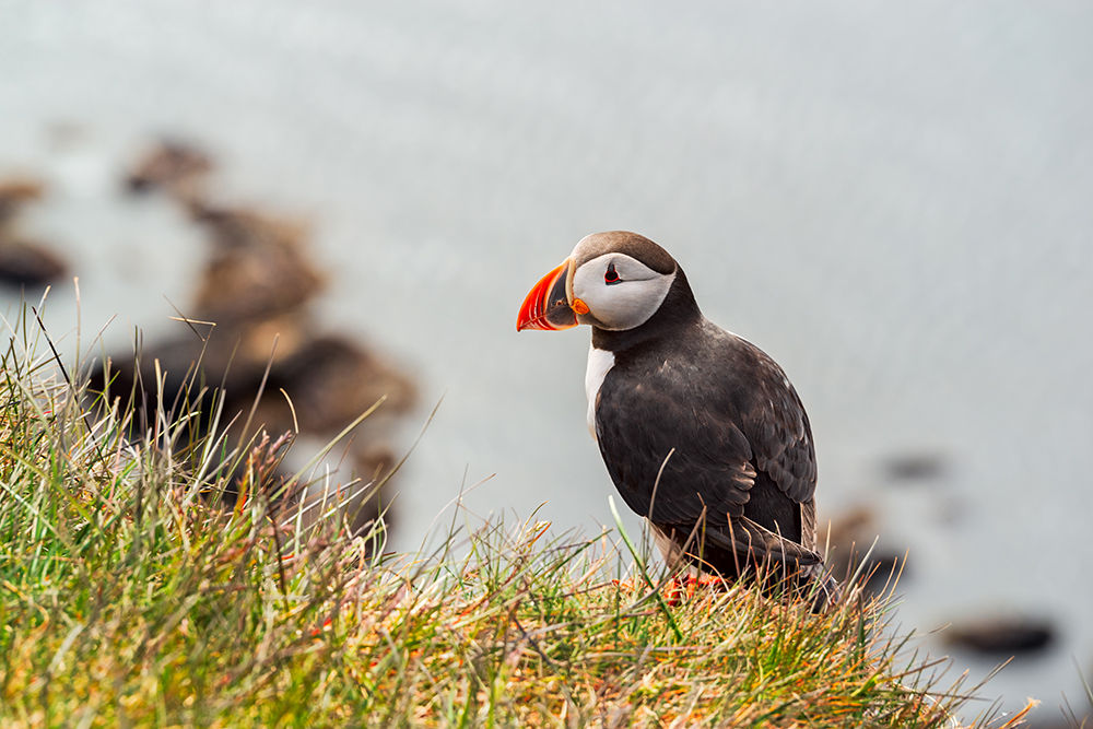 Puffin in Látrabjarg Looking for Someone