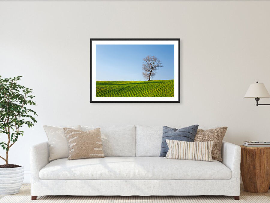 Thumbnail: A solitary tree stands on a lush green hill in San Silvestro, Italy 60x90 cm
