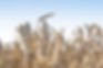 Puratos Scales Regenerative Agriculture Across Wheat Supply Chain | FNBX