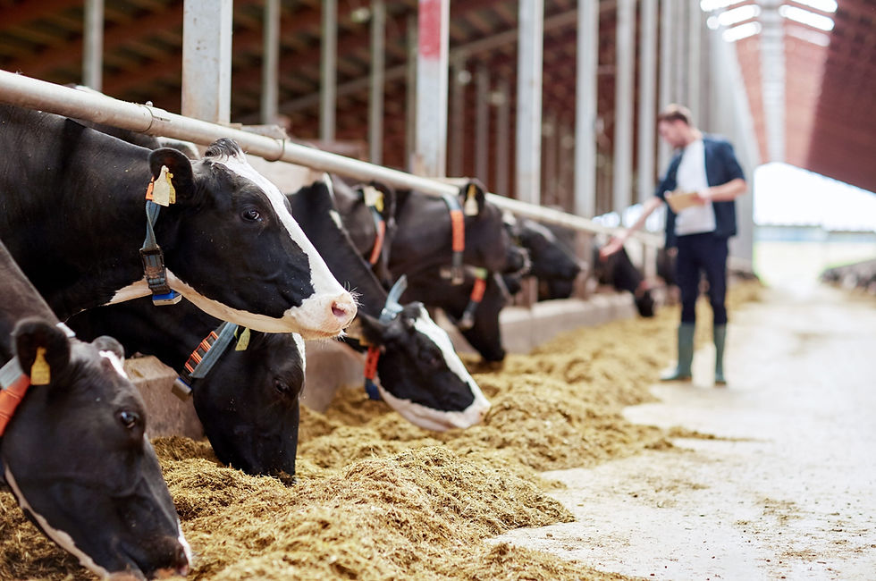 IFF Launches Omni-Bos PHY Phytase Enzyme to Improve Dairy Feed Efficiency