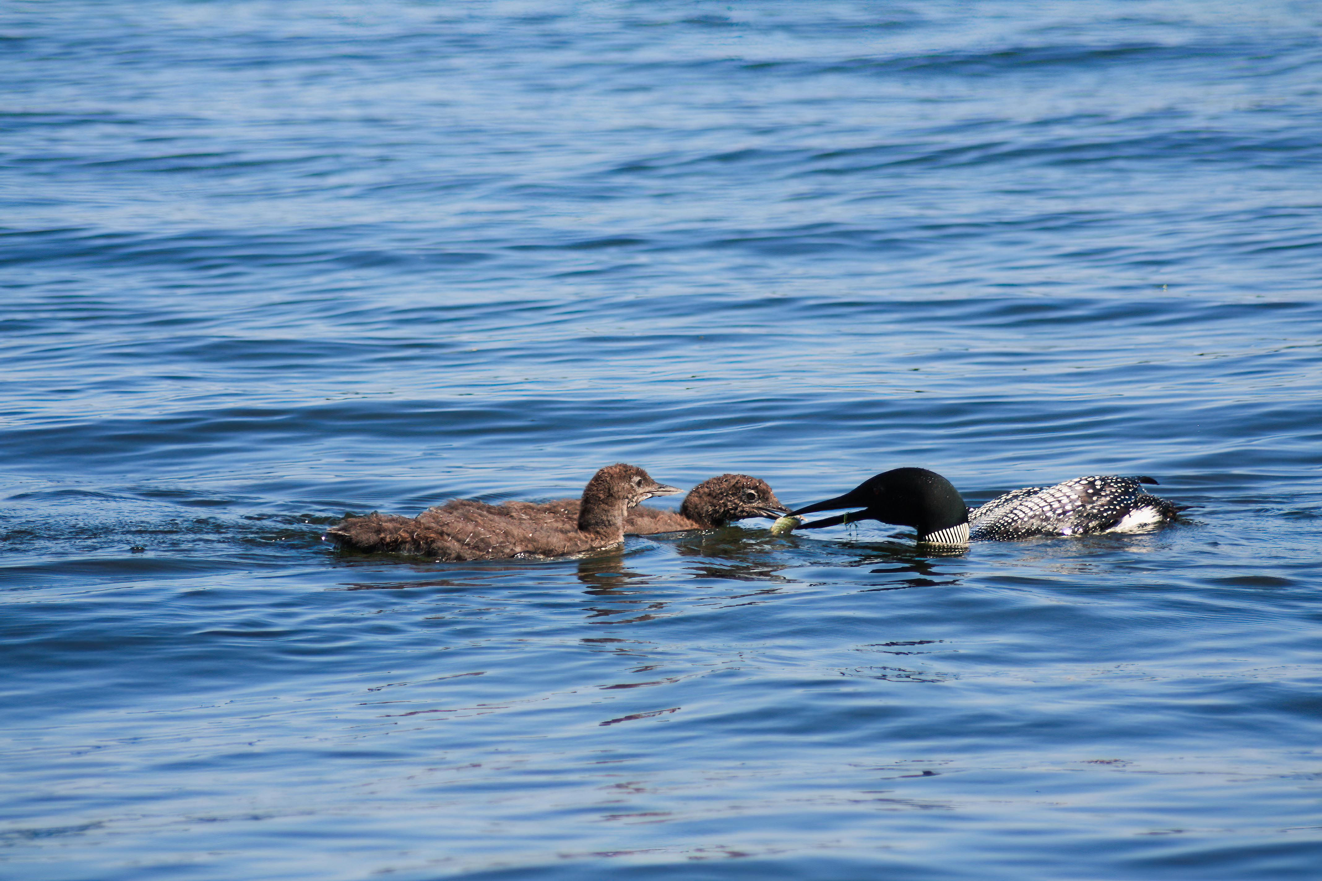 Mama loon feeding her two chicks