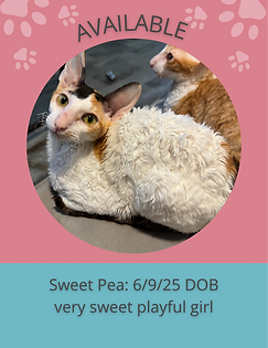 Pink Simple Animal Shelter Raffle Flyer (3).PNG