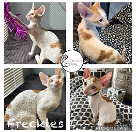 Adopted Cornish Rex Kittens