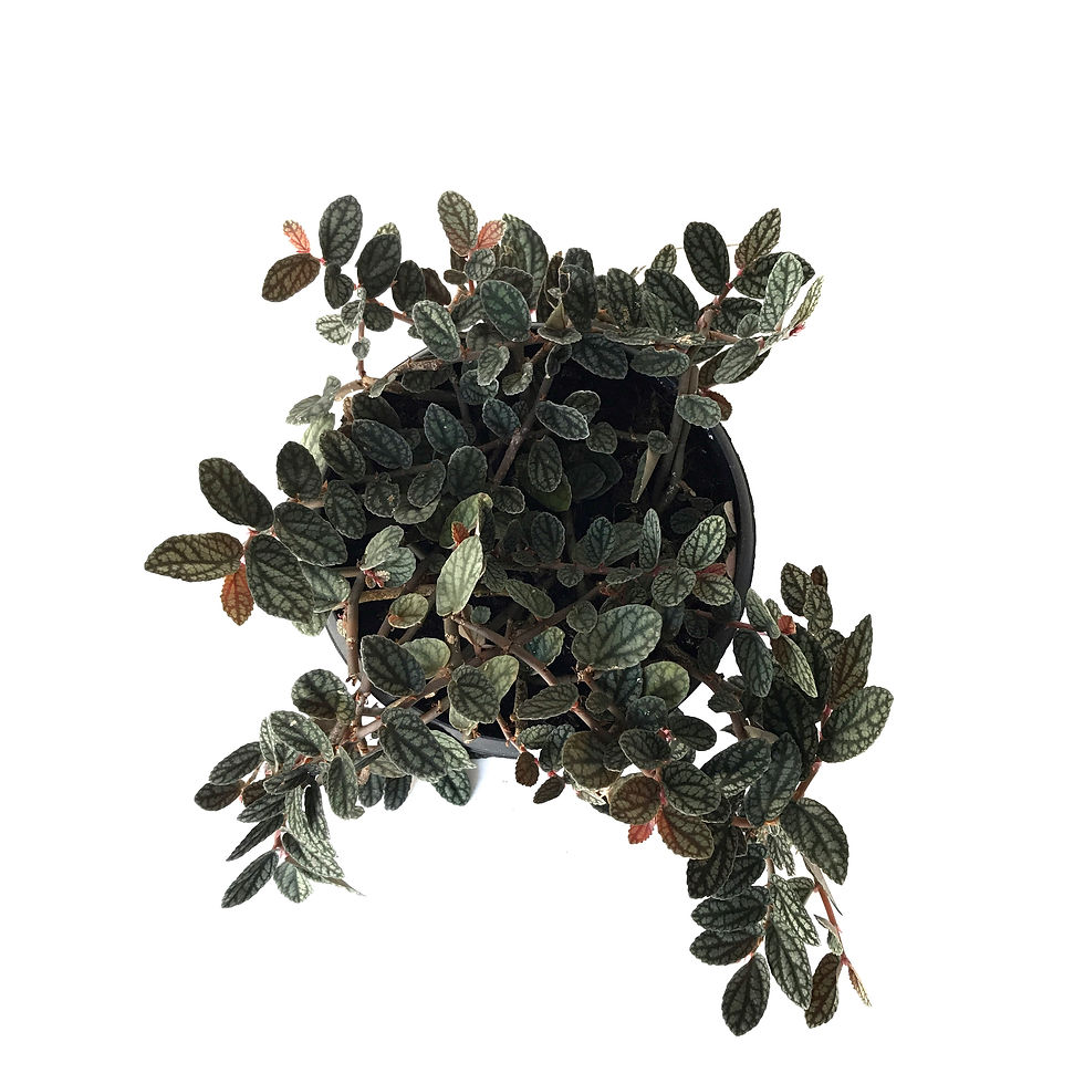 Küçük resim: Pellionia Pulchra