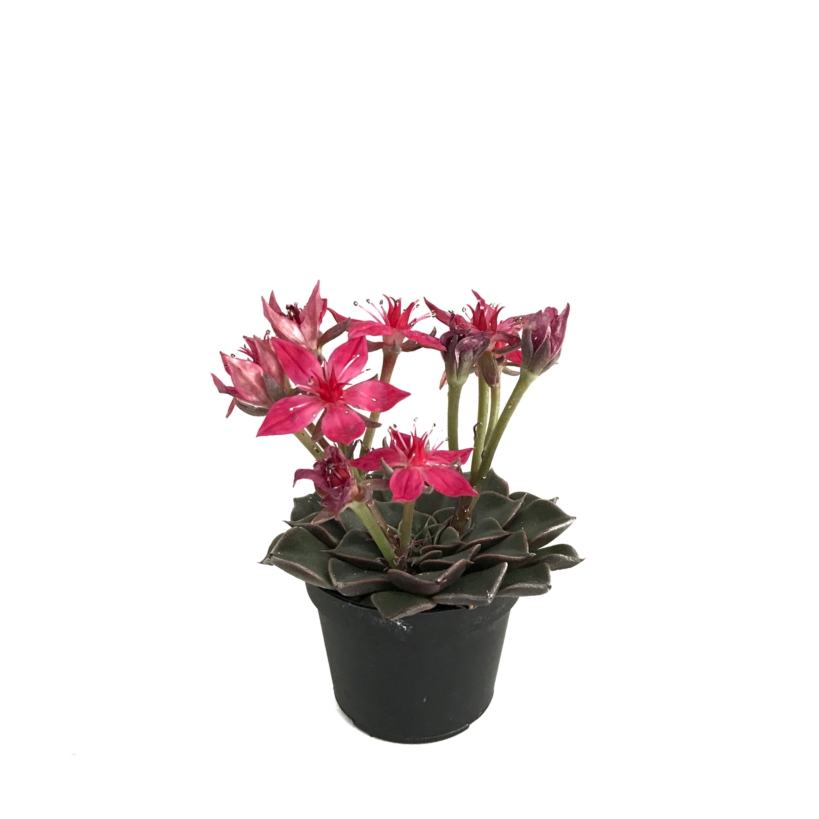 Graptopetalum Bellum