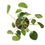 Küçük resim: Pilea Peperomioides (Para Çiçeği)