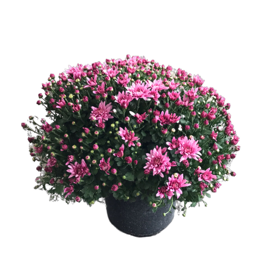 Chrysanthemum 'Pink' (Kasımpatı)