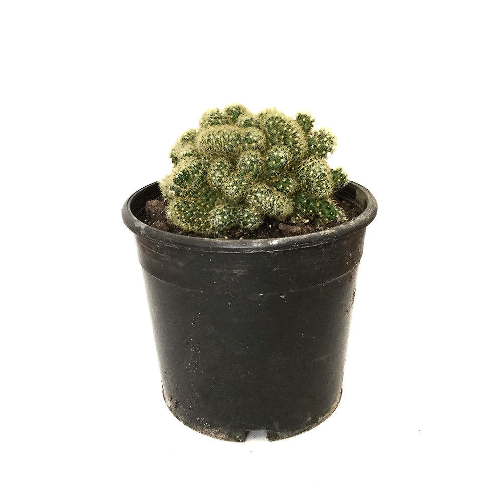 Mammillaria Elongata 'Subcrosea Cristata'