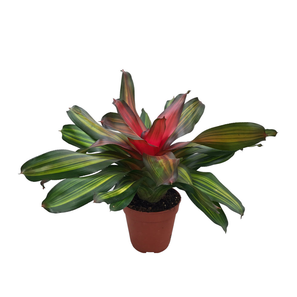 Küçük resim: Neoregelia 'Freddie'