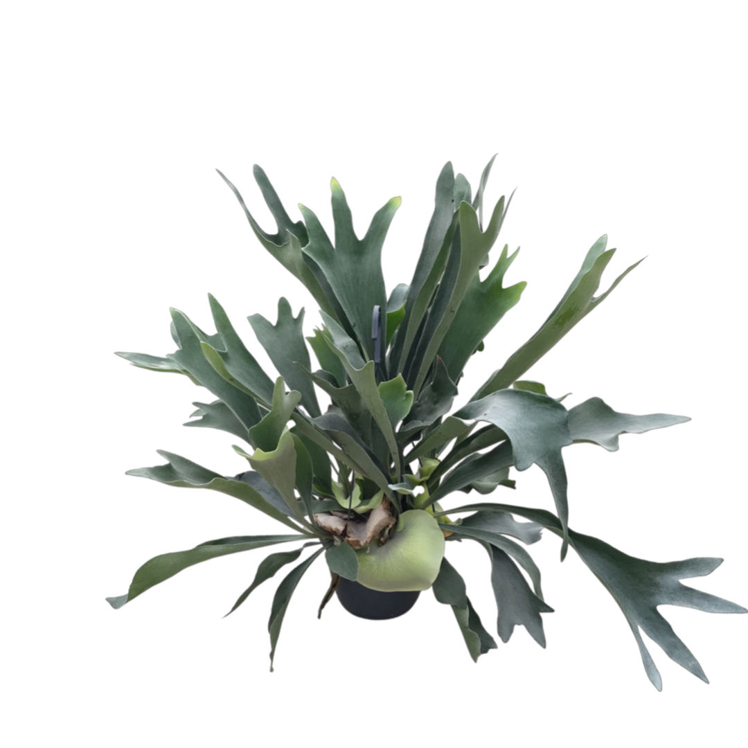 Platycerium Bifurcatum (Geyik Boynuzu)