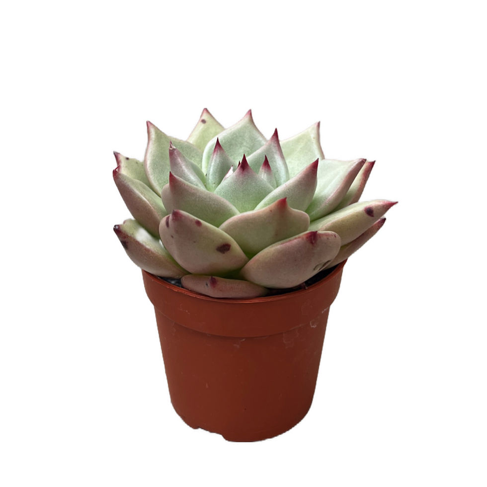 Echeveria Sirius