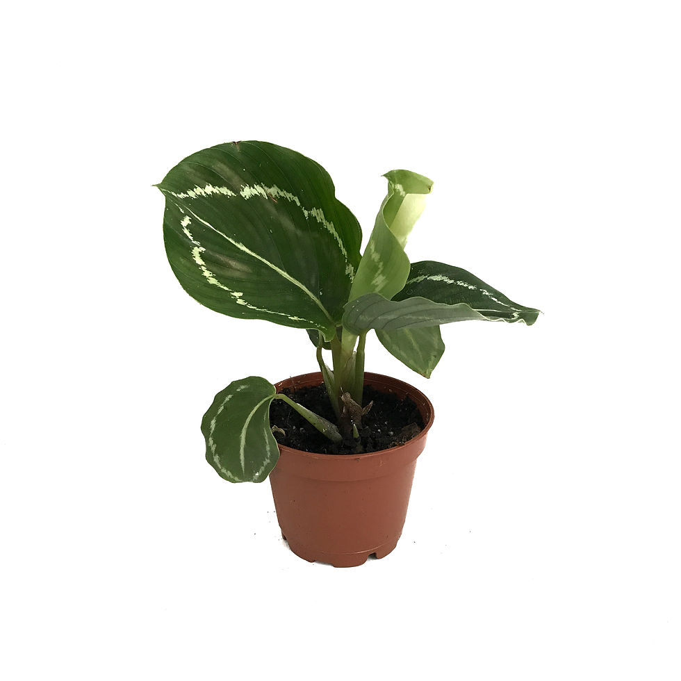 Calathea Roseopicta 'Green Medallion' (Dua Çiçeği)
