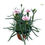 Küçük resim: Dianthus Chinensis 'Sissy Pink' (Karanfil Çiçeği)
