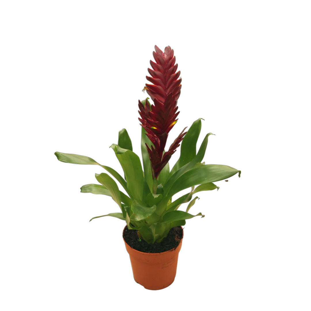 Vriesea Intenso 'Burgundy' (Alev Kılıcı Çiçeği)