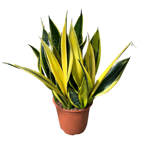 Sansevière trifasciata Gold Flame main image 0