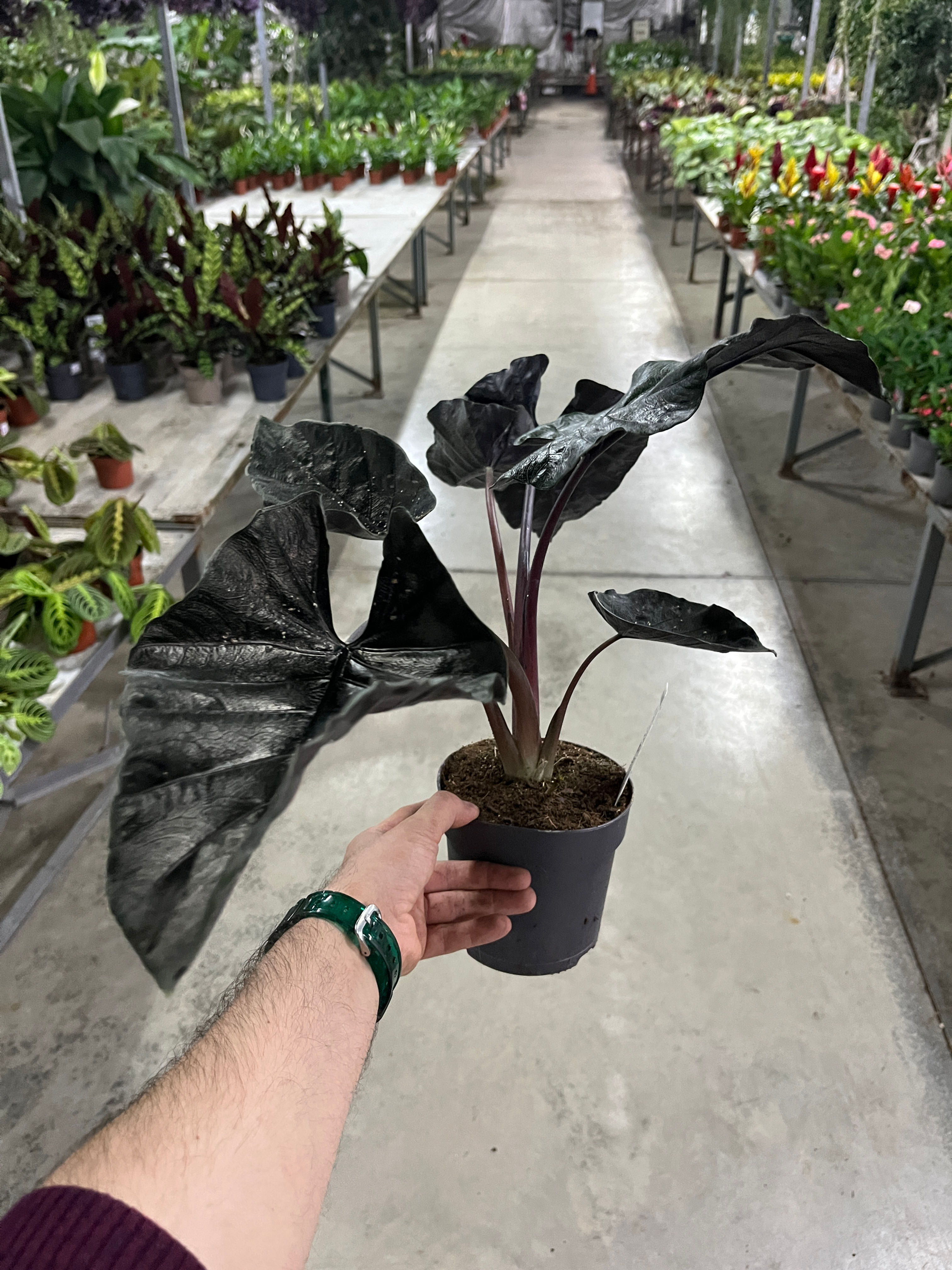 Alocasia 'Antoro Velvet' (Fil Kulağı)