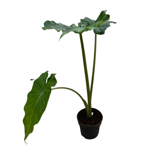 Alocasia 'Portodora' en Baq Opus Raw main image 1