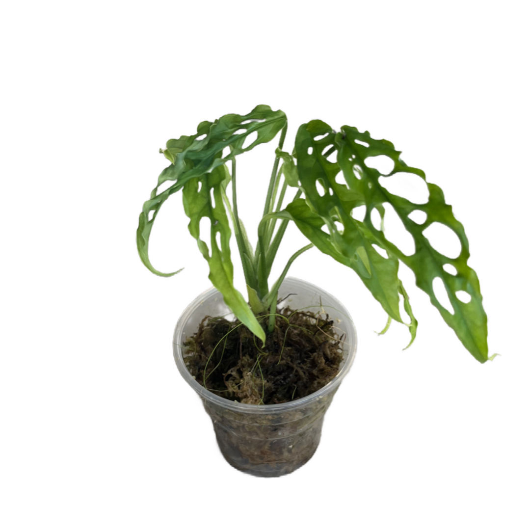 Monstera Obliqua 'Peru'