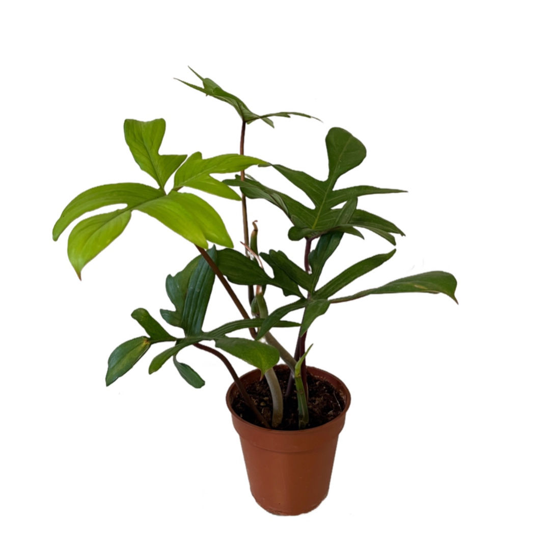 Philodendron Pedatum