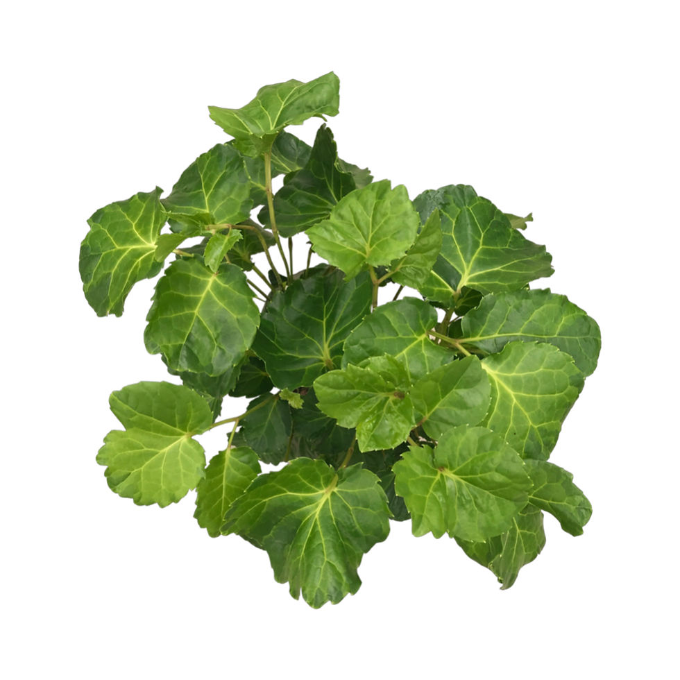 Küçük resim: Aralia Balfouriana 'Lemon Lime'