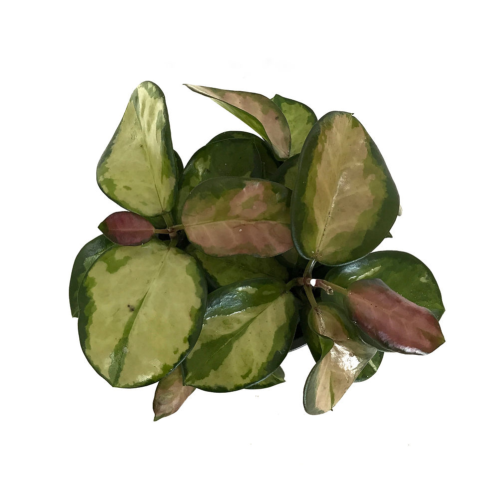 Küçük resim: Hoya Australis 'Lisa' (Mum Çiçeği)