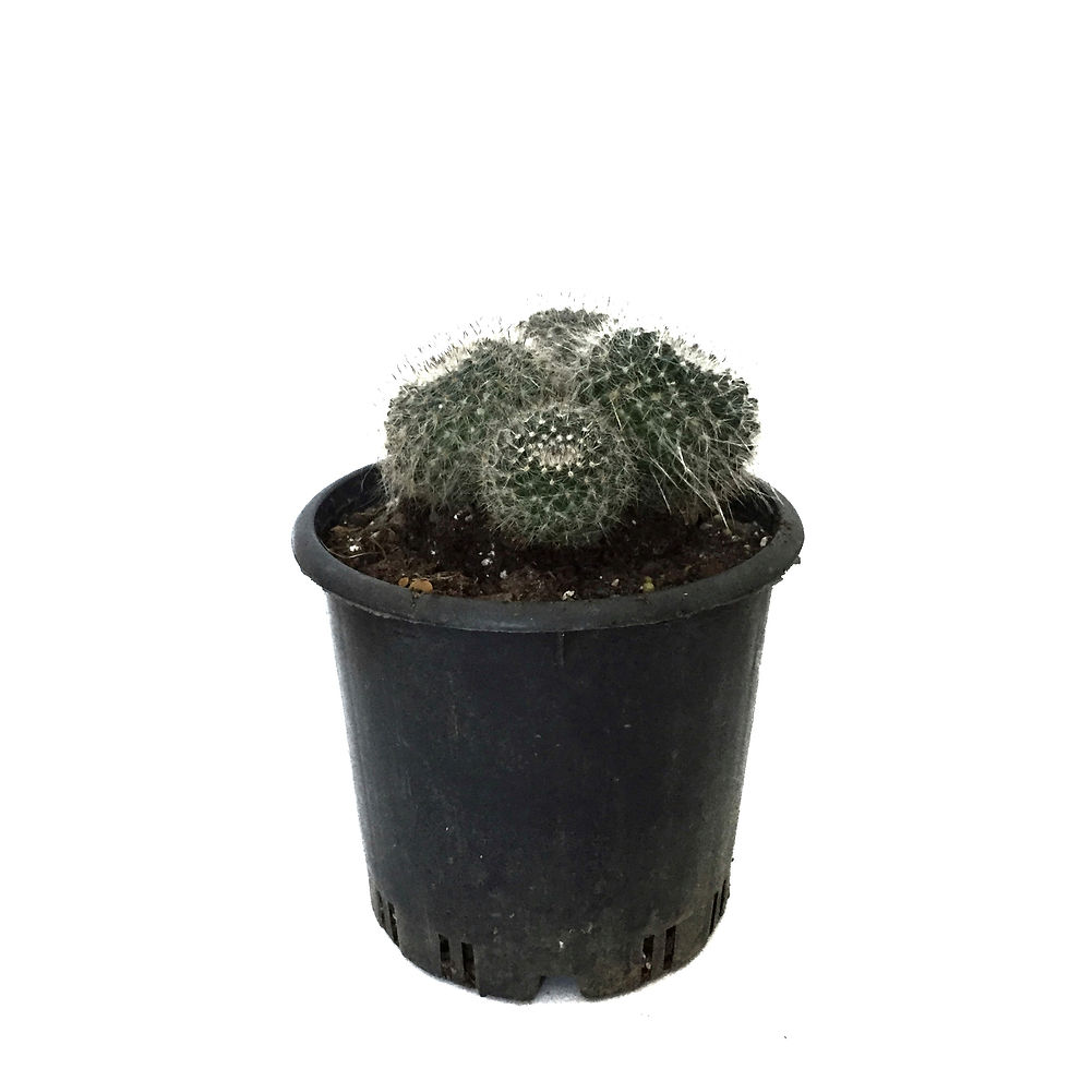 Mammillaria Hahniana