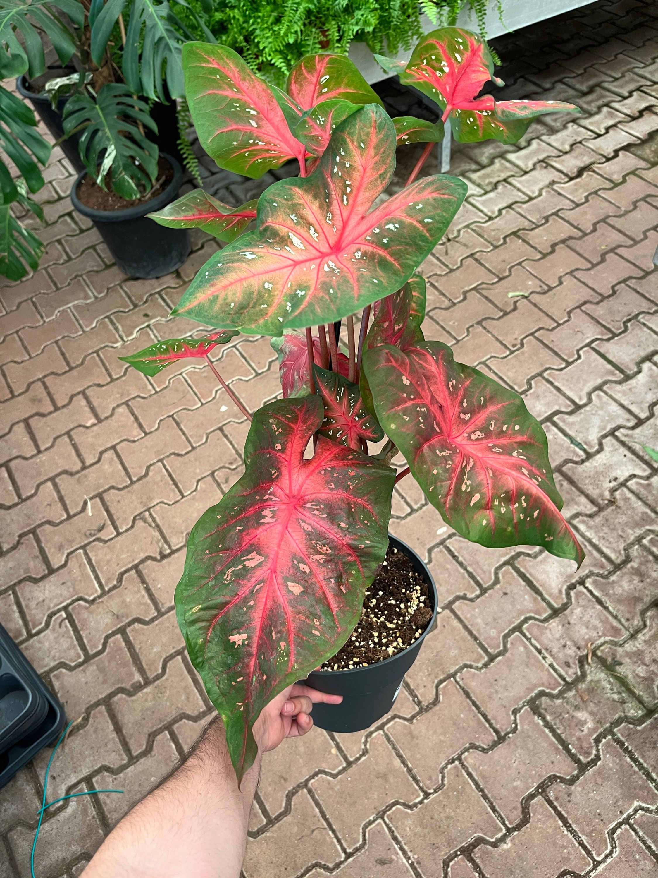 Caladium 'Red Flash'