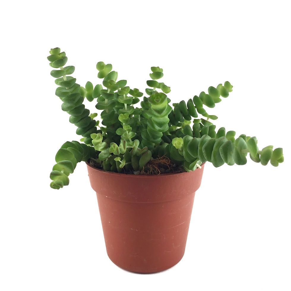 Crassula Rupestris 'Marnieriana'