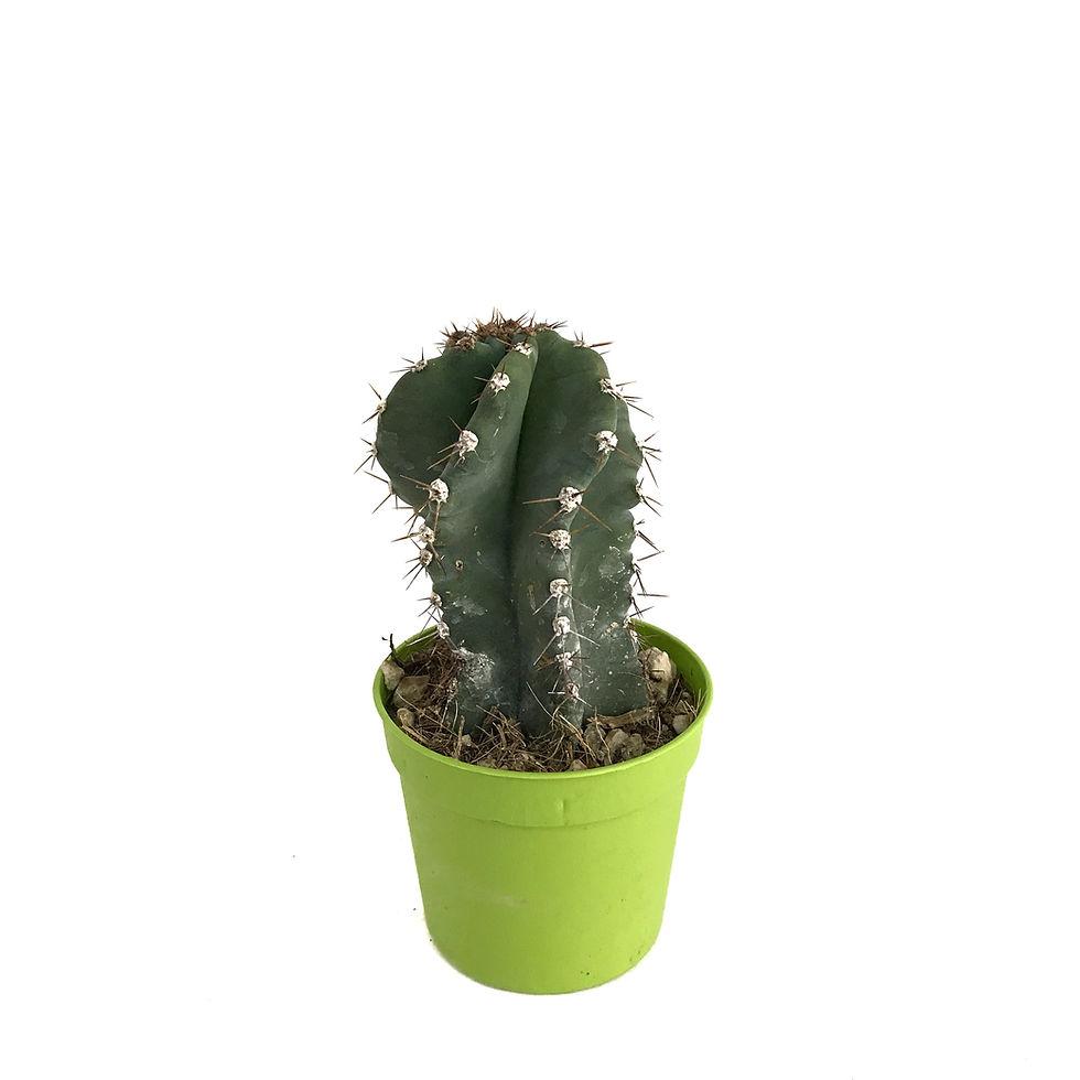 Cereus Forbesii 'Spiralis'