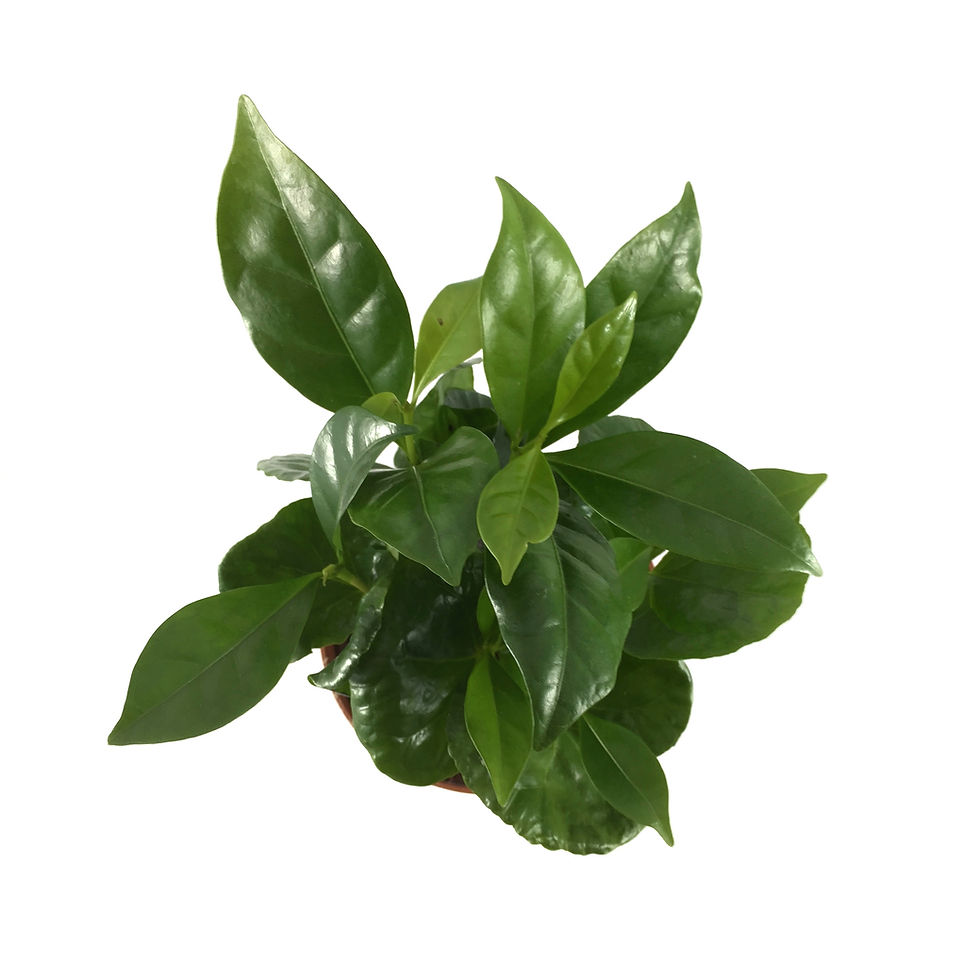Küçük resim: Coffea Arabiaca (Kahve Bitkisi)