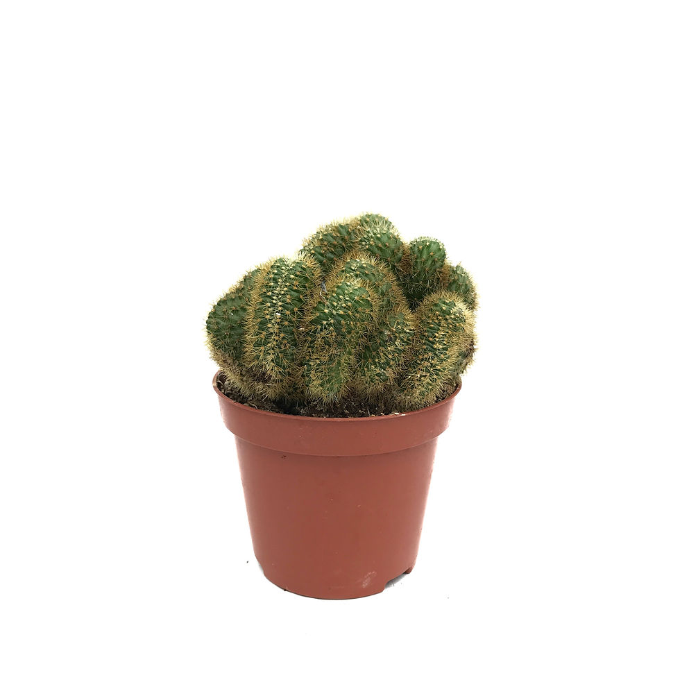 Hildewintera Aureispina 'Cristata'