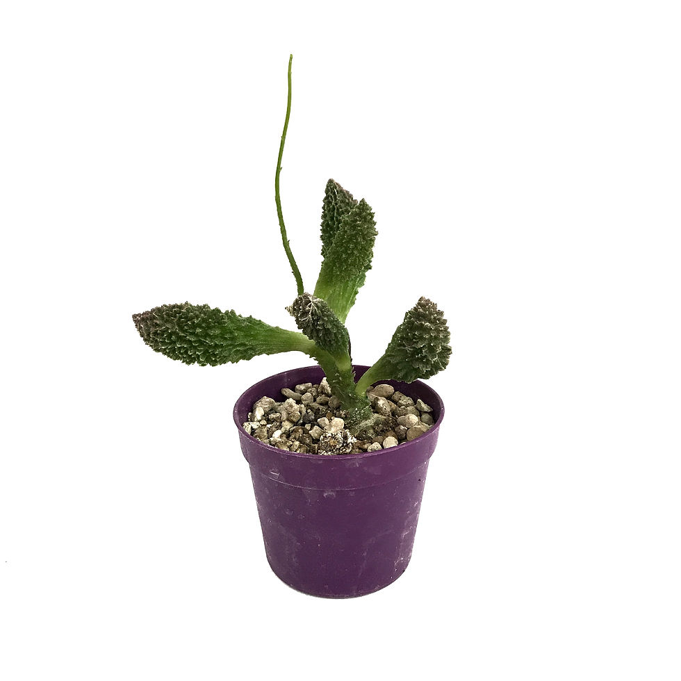 Adromischus Marianiae 'Red Coral'