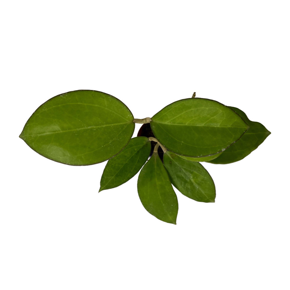 Küçük resim: Hoya Patcharawalai
