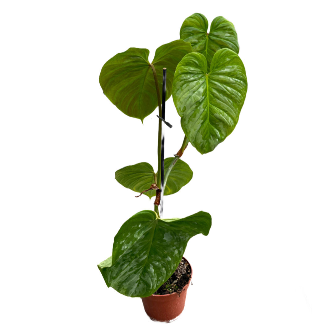 Philodendron 'Majestic'